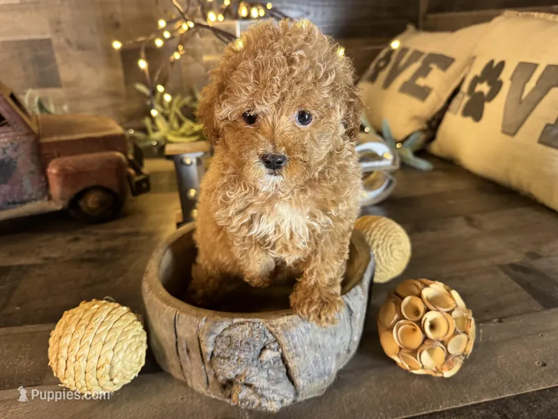 Vale , a female Maltipoo for sale in San Antonio, TX – Photo 1 of 7
