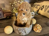 Vale , a female Maltipoo for sale in San Antonio, TX – Photo 1 of 7