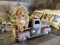 Vale , a female Maltipoo for sale in San Antonio, TX – Photo 3 of 7