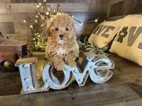 Vale , a female Maltipoo for sale in San Antonio, TX – Photo 6 of 7