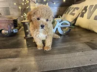 Vale , a female Maltipoo for sale in San Antonio, TX – Photo 5 of 7