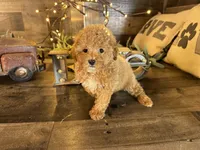 Vale , a female Maltipoo for sale in San Antonio, TX – Photo 4 of 7