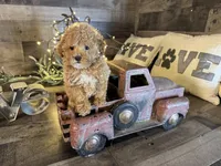 Vale , a female Maltipoo for sale in San Antonio, TX – Photo 7 of 7