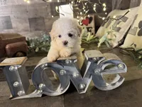 Snoopy , a male Maltipoo for sale in San Antonio, TX – 3 of 8