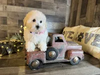 Bella, a female Maltipoo for sale in San Antonio, TX – 6 of 6