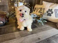 Daisy , a female Maltipoo for sale in San Antonio, TX – 5 of 5