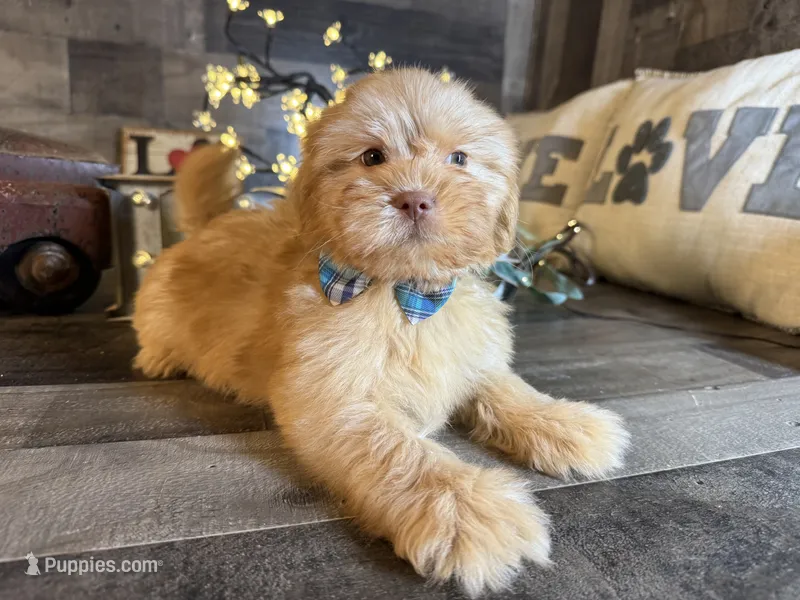 Teddy  – Maltipoo puppy for sale in San Antonio, TX
