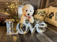 Olaf, a male Maltipoo for sale in San Antonio, TX – 5 of 6