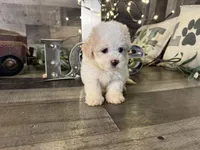 Snoopy , a male Maltipoo for sale in San Antonio, TX – 4 of 8