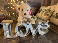Ruby, a female Maltipoo for sale in San Antonio, TX – 4 of 6