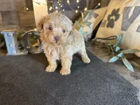 Ariel , a female Maltipoo for sale in San Antonio, TX – 2 of 6