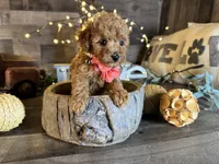 Nala, a female Maltipoo for sale in San Antonio, TX – 6 of 7