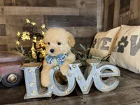 Snoopy, a male Maltipoo for sale in San Antonio, TX – 5 of 6
