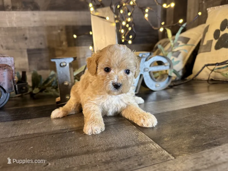 Ana – Maltipoo puppy for sale in San Antonio, TX