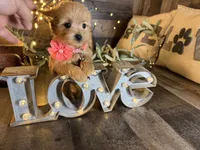 Molly , a female Maltipoo for sale in San Antonio, TX – 2 of 5