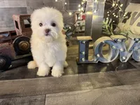 Tiny , a female Maltipoo for sale in San Antonio, TX – 6 of 6