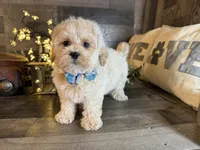 Bear, a male Maltipoo for sale in San Antonio, TX – 3 of 6
