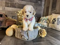 Bear, a male Maltipoo for sale in San Antonio, TX – 1 of 5