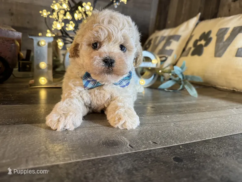 Bear – Maltipoo puppy for sale in San Antonio, TX