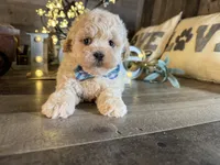 Bear, a male Maltipoo for sale in San Antonio, TX – 1 of 5