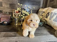 Teddy , a male Maltipoo for sale in San Antonio, TX – 4 of 5