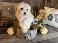Daisy , a female Maltipoo for sale in San Antonio, TX – 4 of 5