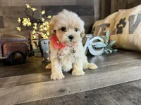 Shine, a female Maltipoo for sale in San Antonio, TX – 3 of 7