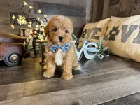Simba, a male Maltipoo for sale in San Antonio, TX – 2 of 6