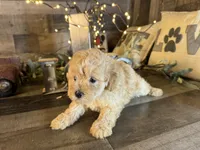 Teddy, a male Maltipoo for sale in San Antonio, TX – 2 of 8