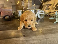 Daisy , a female Maltipoo for sale in San Antonio, TX – 7 of 7
