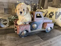 Teddy, a male Maltipoo for sale in San Antonio, TX – 8 of 8