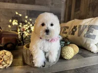 Bella, a female Maltipoo for sale in San Antonio, TX – 3 of 6