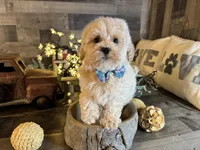 Bear, a male Maltipoo for sale in San Antonio, TX – 5 of 6