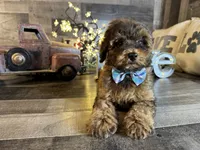 Brownie , a female Maltipoo for sale in San Antonio, TX – 2 of 7