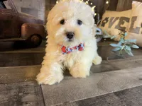 Bambi, a female Maltipoo for sale in San Antonio, TX – 2 of 6