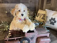 Toby, a male Maltipoo for sale in San Antonio, TX – 4 of 6