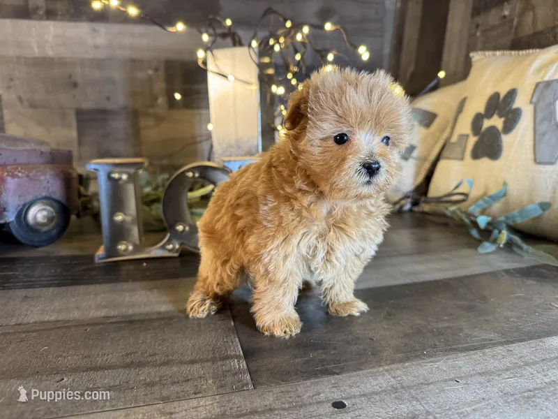 Bella – Maltipoo puppy for sale in San Antonio, TX