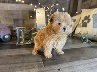 Bella, a female Maltipoo for sale in San Antonio, TX – 1 of 7