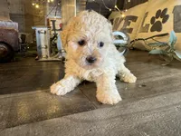 Sky, a female Maltipoo for sale in San Antonio, TX – 3 of 5