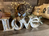 Magnus, a male Maltipoo for sale in San Antonio, TX – 7 of 9