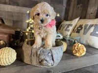 Sassy , a female Maltipoo for sale in San Antonio, TX – 5 of 5