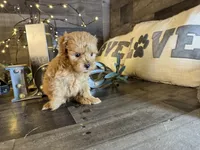 Teddy, a male Maltipoo for sale in San Antonio, TX – Photo 7 of 7