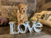 Teddy, a male Maltipoo for sale in San Antonio, TX – Photo 2 of 7