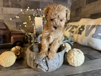 Teddy, a male Maltipoo for sale in San Antonio, TX – Photo 4 of 7