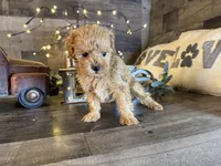Teddy, a male Maltipoo for sale in San Antonio, TX – Photo 5 of 7