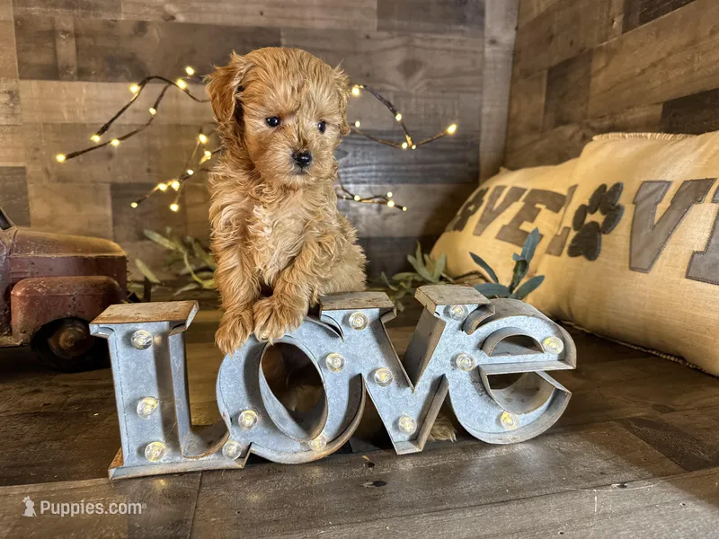 Teddy, a male Maltipoo for sale in San Antonio, TX – Photo 1 of 7