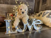 Casper , a male Maltipoo for sale in San Antonio, TX – Photo 5 of 6