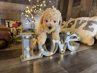 Casper , a male Maltipoo for sale in San Antonio, TX – Photo 2 of 6