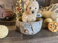 Casper , a male Maltipoo for sale in San Antonio, TX – Photo 1 of 6