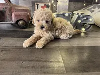 Casper , a male Maltipoo for sale in San Antonio, TX – Photo 3 of 6